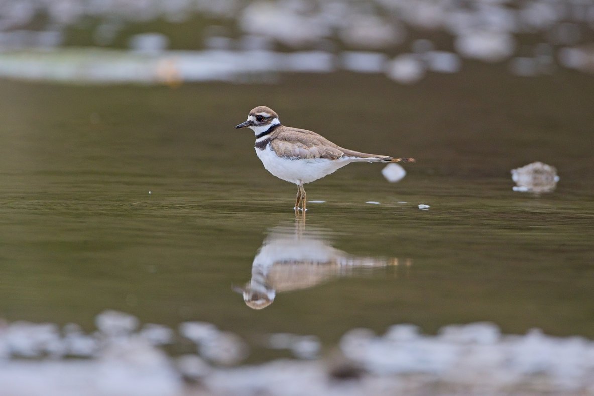 A small shorebird, likely a Killdeer, stands in shallow water with its reflection clearly visible on the calm surface. The bird has a brown back, white underbelly, and two distinctive black neck bands. It faces left with a sharp dark beak and appears alert. The background is softly blurred, showing muted water tones with hints of snow or ice along the edges.